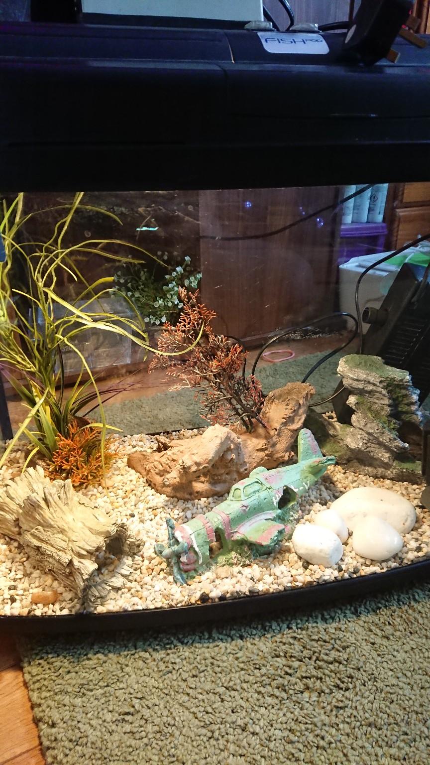 Interpet Fish Pod 67l Aquarium In B79 Tamworth For 45 00 For Sale Shpock