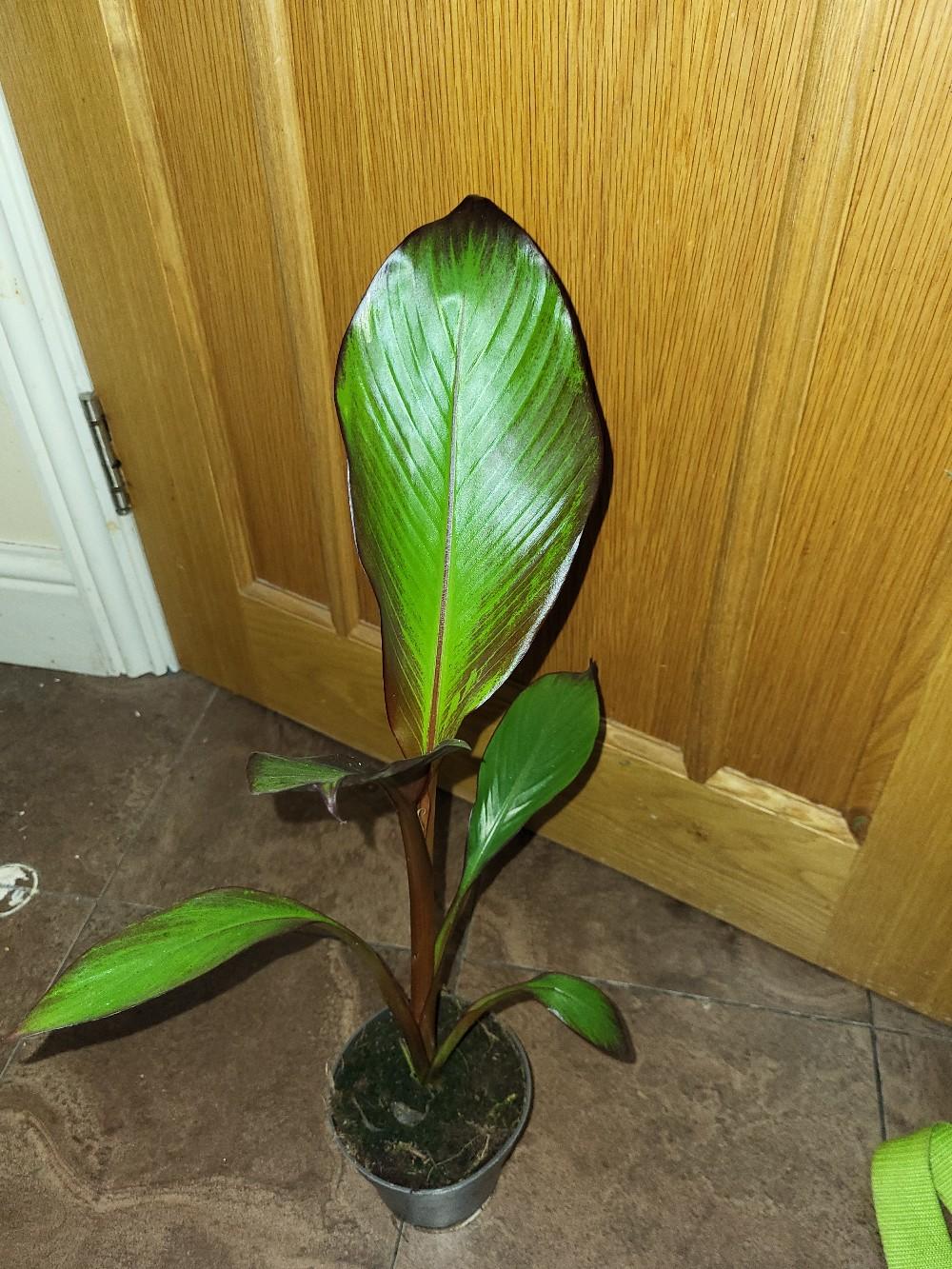 Ensete Ventricosum Maurelii Banana Plant In E London For For