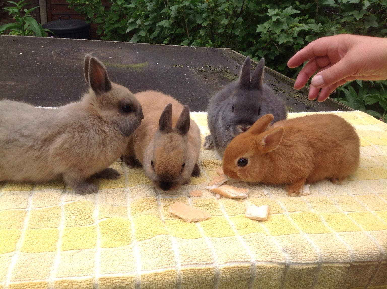 Netherland Dwarf