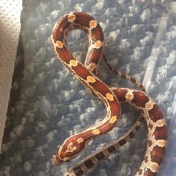 3 x hatchling corn snakes available(sexes unknown) all eating, pooing & shedding as they should. Any questions please ask