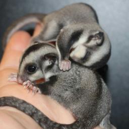 2x male sugar gliders ready at 10weeks
Currently 3weeks

Deposit to secure (£50) 
Remainder £250 on collection 
These boys are being reared on the TPG diet. 
Diet sheet can be found online... 
Other diets are available online. 

Please make sure you do research before inquiring about them as these are an exotic animal and they must be kept correctly. NO they can NOT live in hamster cages or even rat cages. They need a nice large cage (easily accessible from online stores) 

No time wasters