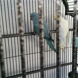 Indian ringneck parrot and cockateil for sale with large cage. 
Both around 7-8 months old. 
Not sure on the sex and too young to tell.
Genuine reason for selling as we are moving and arnt aloud pets. 
They are not tame but can be tamed as still very young. 
The ringneck has started to copy whistles and noises. 
Can go together or be split.
I'm wanting £200 for both and the cage or very nearest offer.