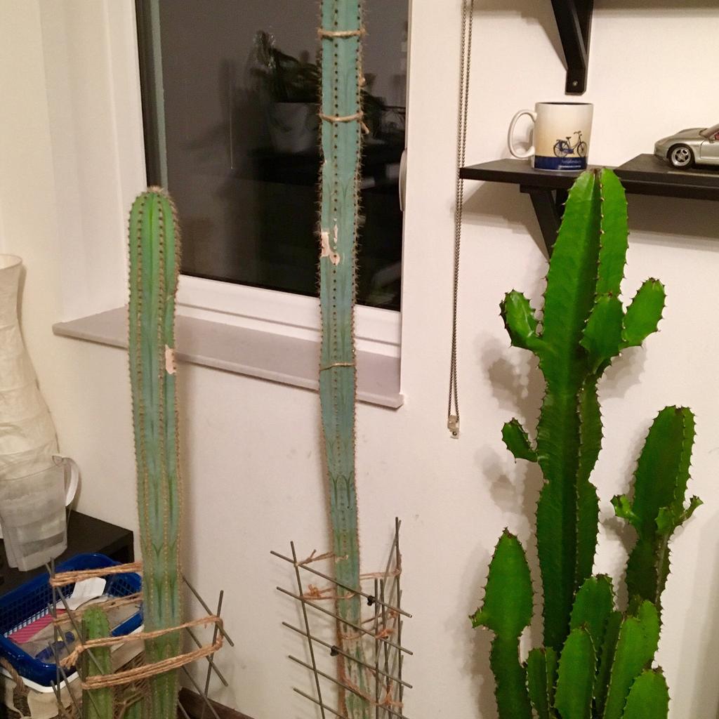 ikea kentia palme Kentia-Palme  Tropische Eleganz zum Aufstellen  The Green Touch