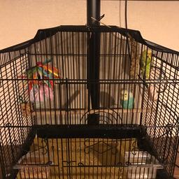 For sale are my sons budgies he's only had them since February but has lost interest. There's a boy and girl they seem to have paired up nicely. They come with their cage which again was new in February it's in great condition.