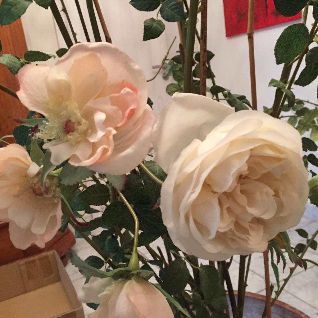 Rosenstock von SIA (Kunstblumen) in 83024 Rosenheim fr 85,00  zum Verkauf  | Shpock DE