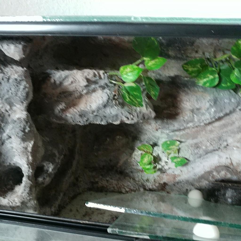 Terrarium für Spinnen /echsen in 74831 Gundelsheim für 22,00 € zum Verkauf Shpock DE