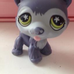 Gorgeous blue husky lps nose paint has came away a bit but still perfect NOT FAKE!!!