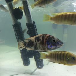 Large and small OB peacock Cichlid for sale pair of them £15