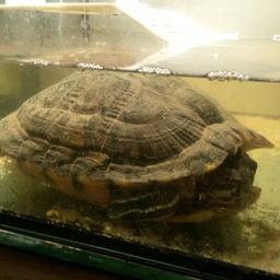 Adult, fully grown cold water turtle for sale. I can no longer take care of her as I've just had a baby. Full set up included. Will concider offers.