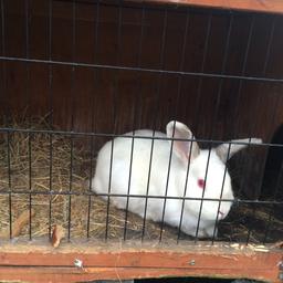 Very nice and friendly 10month old with rabbit hutch house and food with it, also it is a female.