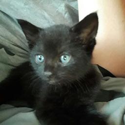 Black male kitten, 8 weeks old now so ready to go to his new home.
Fully litter trained and eating fine, also flead and wormed.
Last of the litter
Very playful and cuddly