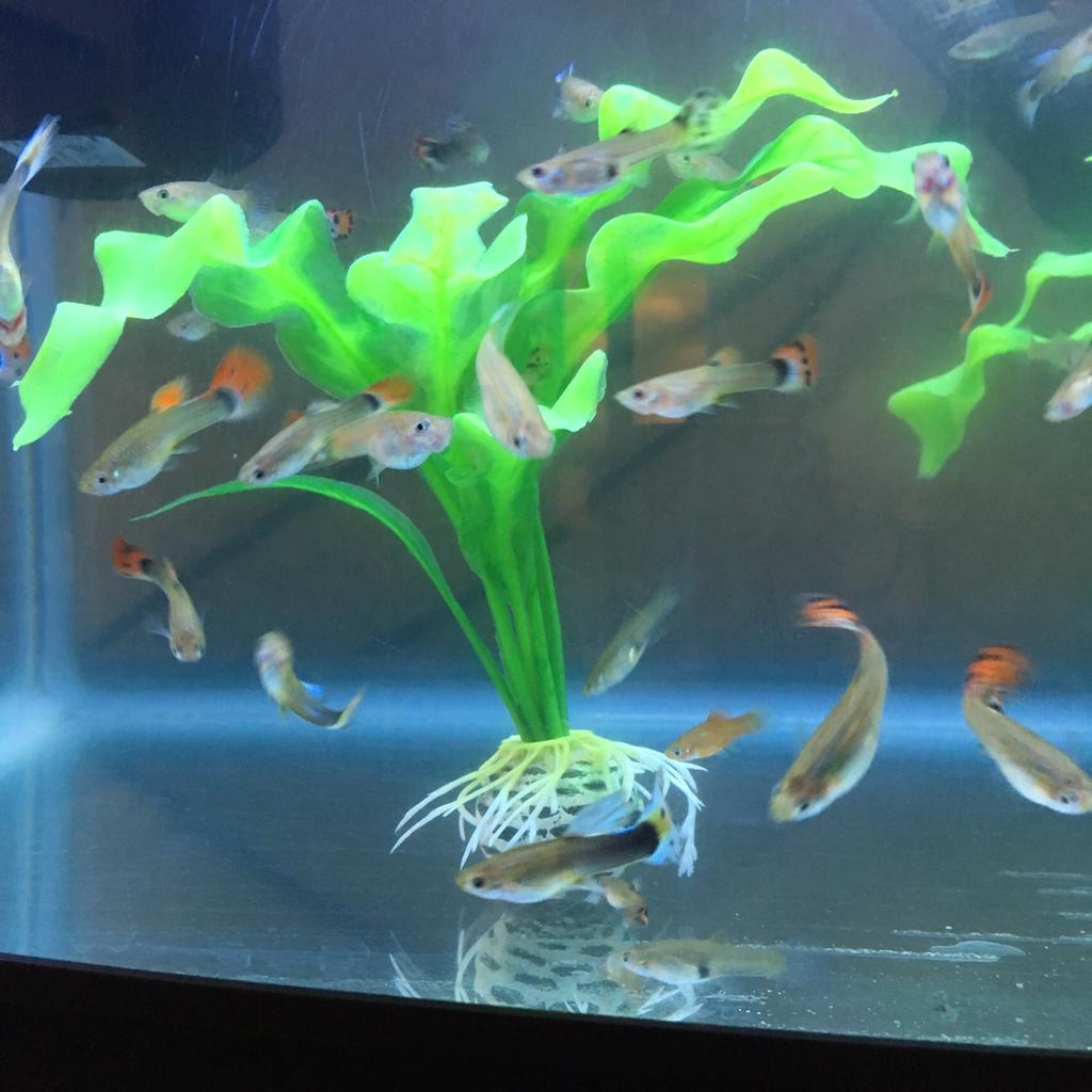 Beautiful Guppy And platy tropical fish in CR0 Croydon für 2,00 £ zum ...