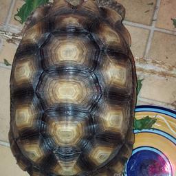There is only 2 kinds of these tortoises.
I have a female what is on 6-7 year old
She is still small compared to what she can grow to if looked after right.
Would make a lovely pet.
Comes with lights food and bed
She is very quick and friendly.
Lights r worth £400 alone
So the price im asking is a bargain so
Please no time waisters.
May take offers very close to asking price
Reason for selling is my dog doesnt get on with her. The red photos is the ones ive took with the heat lamp on