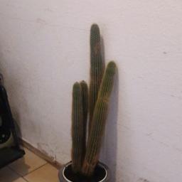 Verkaufe im Auftrag einen ca 65cm hohen Kaktus. Abholung in Osthofen. 10€ VHB