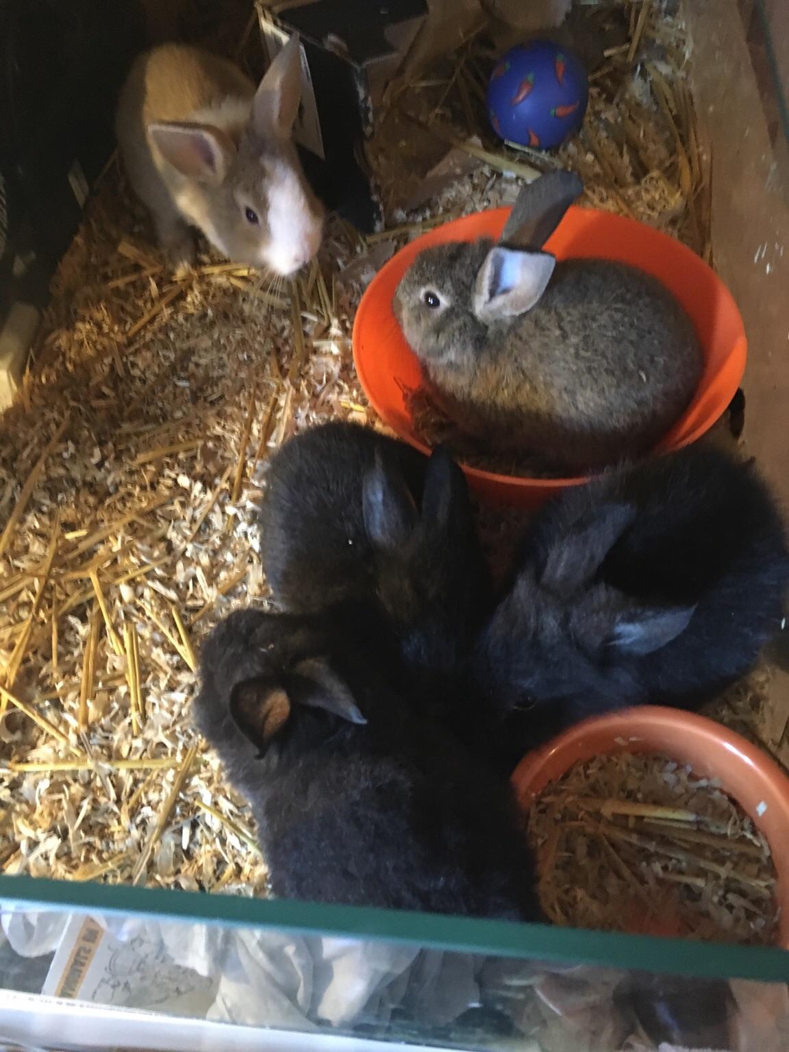 8 week old baby rabbits in PR25 Leyland für 10,00 £ zum Verkauf | Shpock DE
