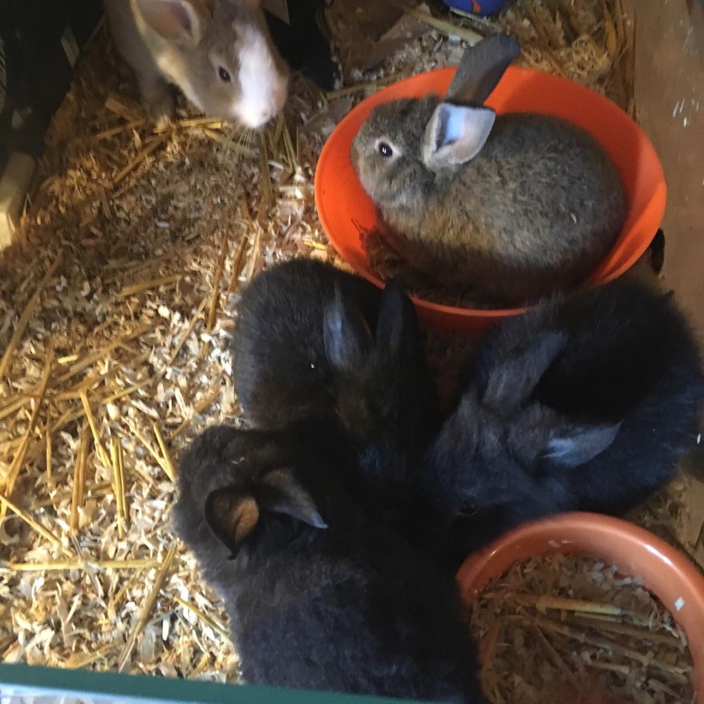 8 week old baby rabbits in PR25 Leyland für 10,00 £ zum Verkauf | Shpock DE