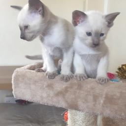 2 beautiful Siamese cats. both female. 7 weeks old. Both mum and dad are available to see as we own both of them. £300 each.