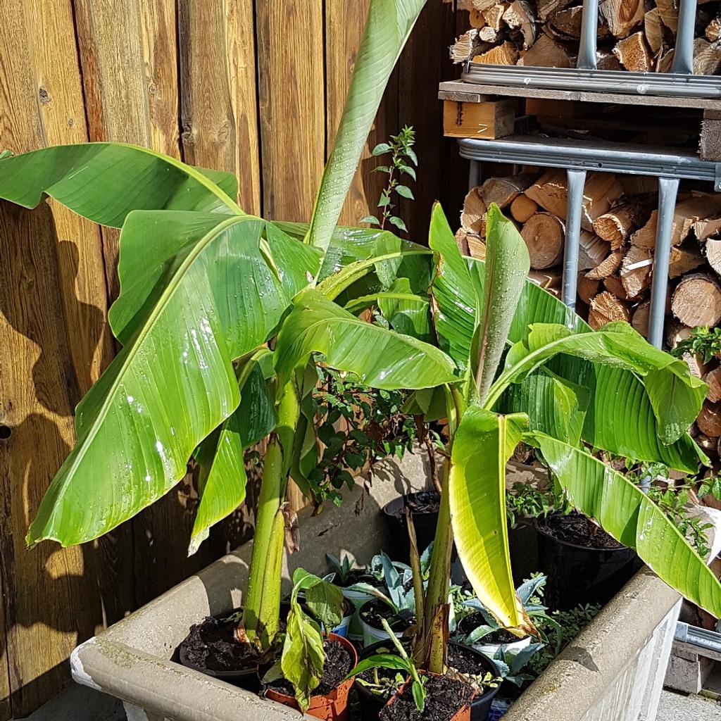 Echte Bananenbäume in 4951 Remoneuberg für € 10,00 zum Verkauf Shpock AT
