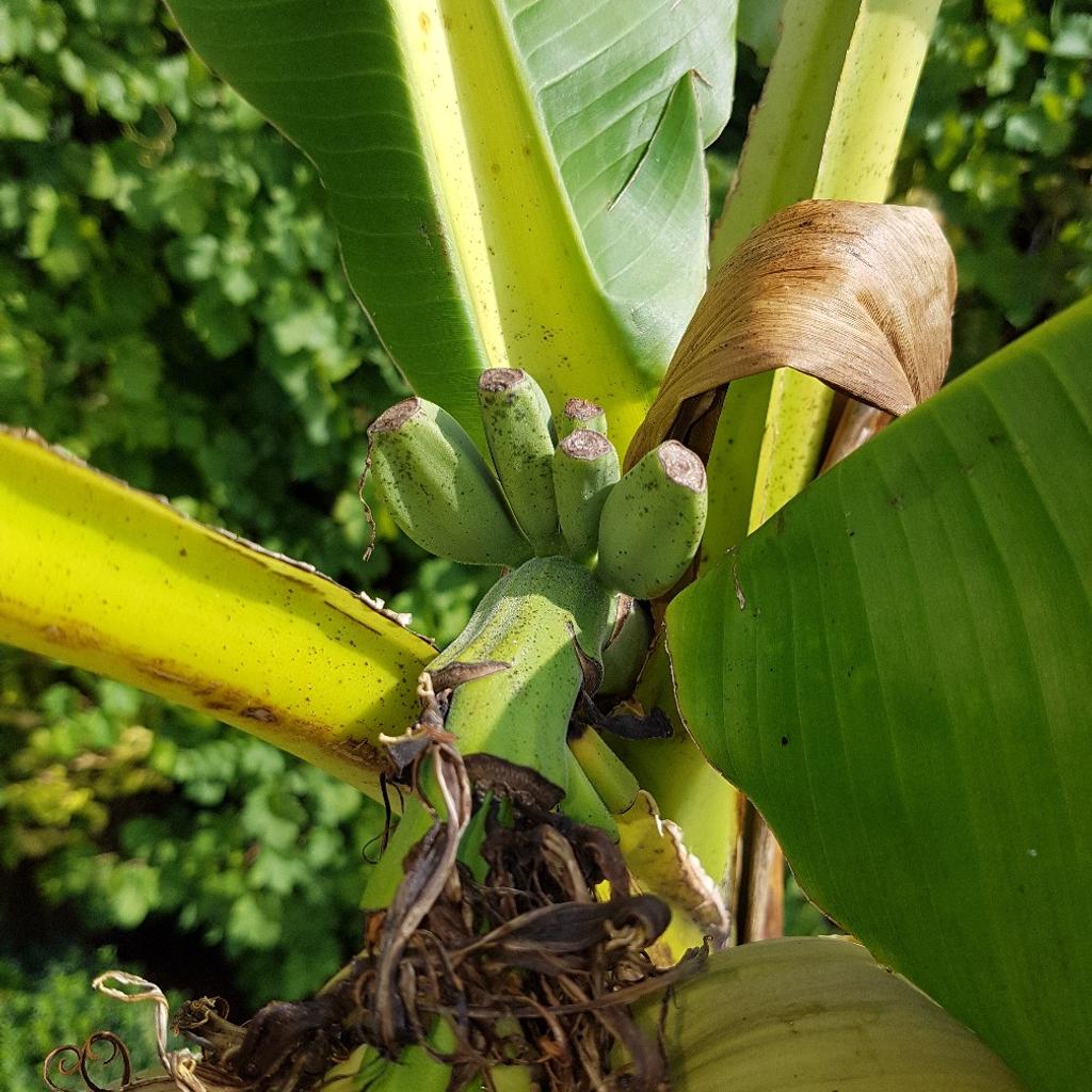 Echte Bananenbäume in 4951 Remoneuberg für € 10,00 zum Verkauf Shpock AT