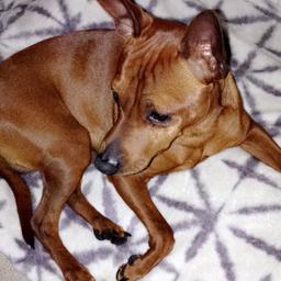 Beautiful tan miniature pinscher boy is available for new loving home. Very loving and playful. Micro chipped,wormed up to date, vaccinated. For more information please contact me !!
