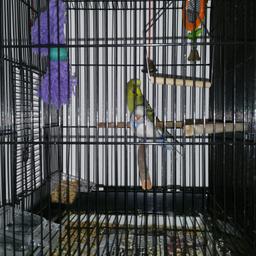 Male and female. 
Come as a pair
Come with nice cage
Female is tame will sit on your hand. 
Male is getting there bit not quite tame yet.