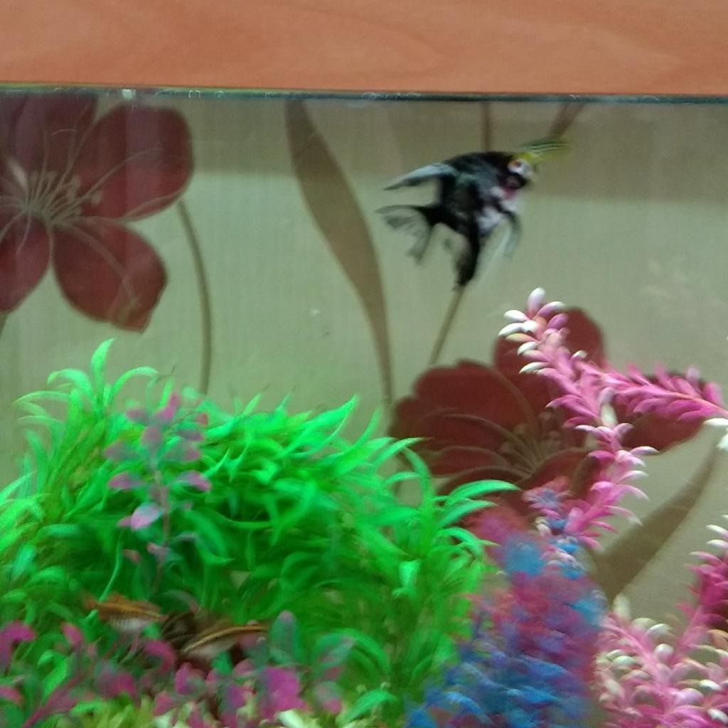 Fish Tank, Stand and All Fish in SN2 Swindon for £80.00 for sale Shpock