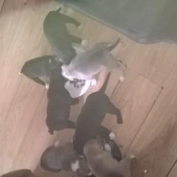 I got 3 black puppies for sale  not ready yet 4 weeks old  £150 got to get them chip and chip any questions PZ ask thank you