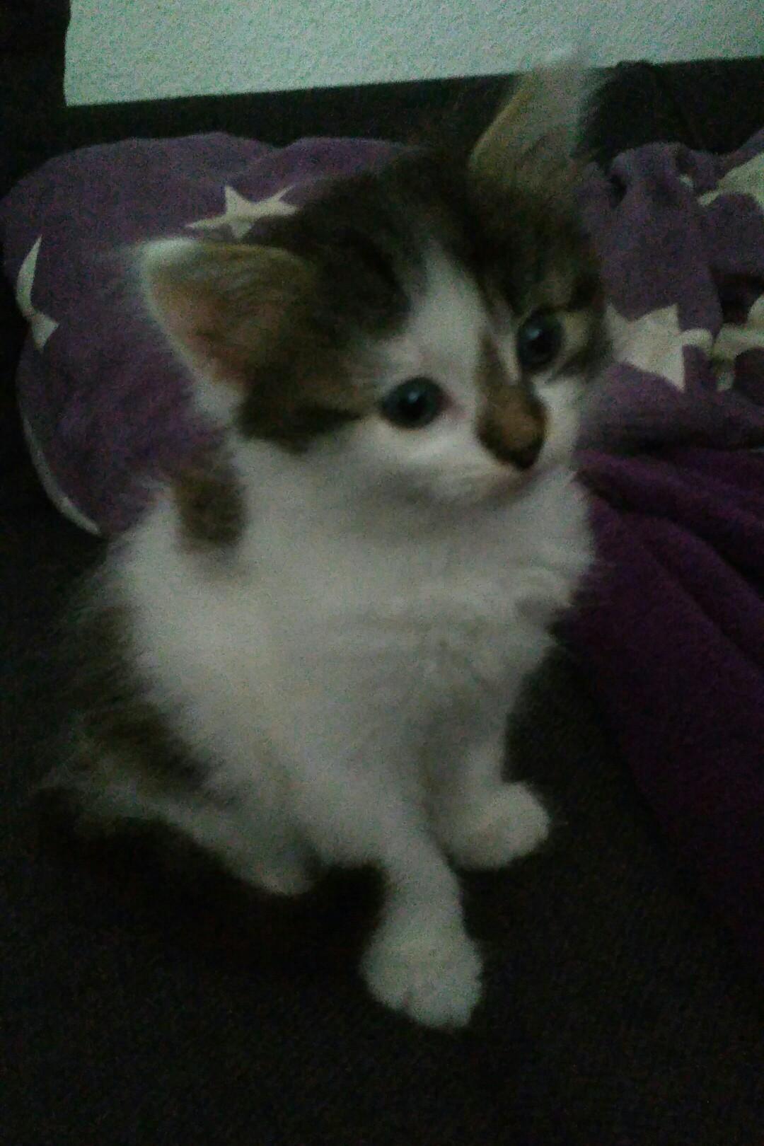 Katzenbabys zu verschenken in 77977 Rust für 1,00 € zum Verkauf Shpock DE
