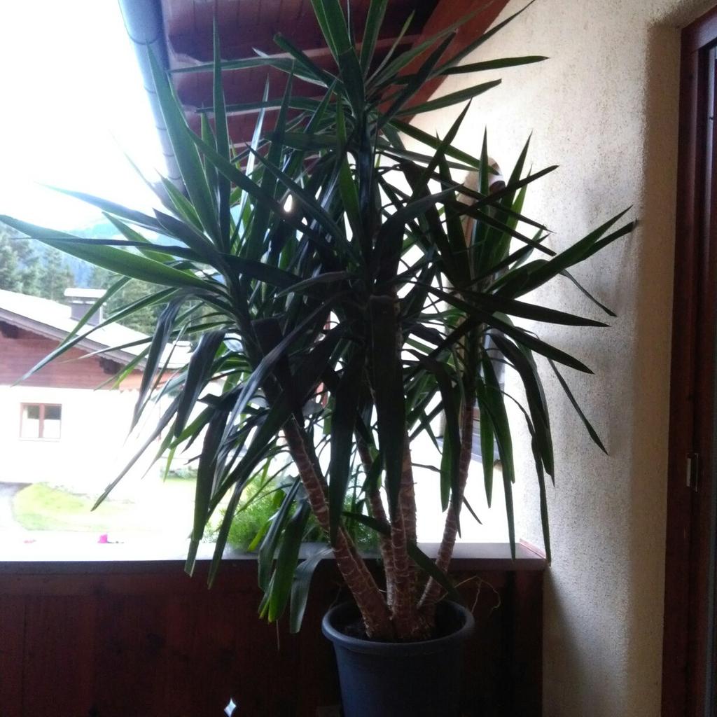 Palme in 6351 Niederscheffau für € 15,00 zum Verkauf Shpock AT