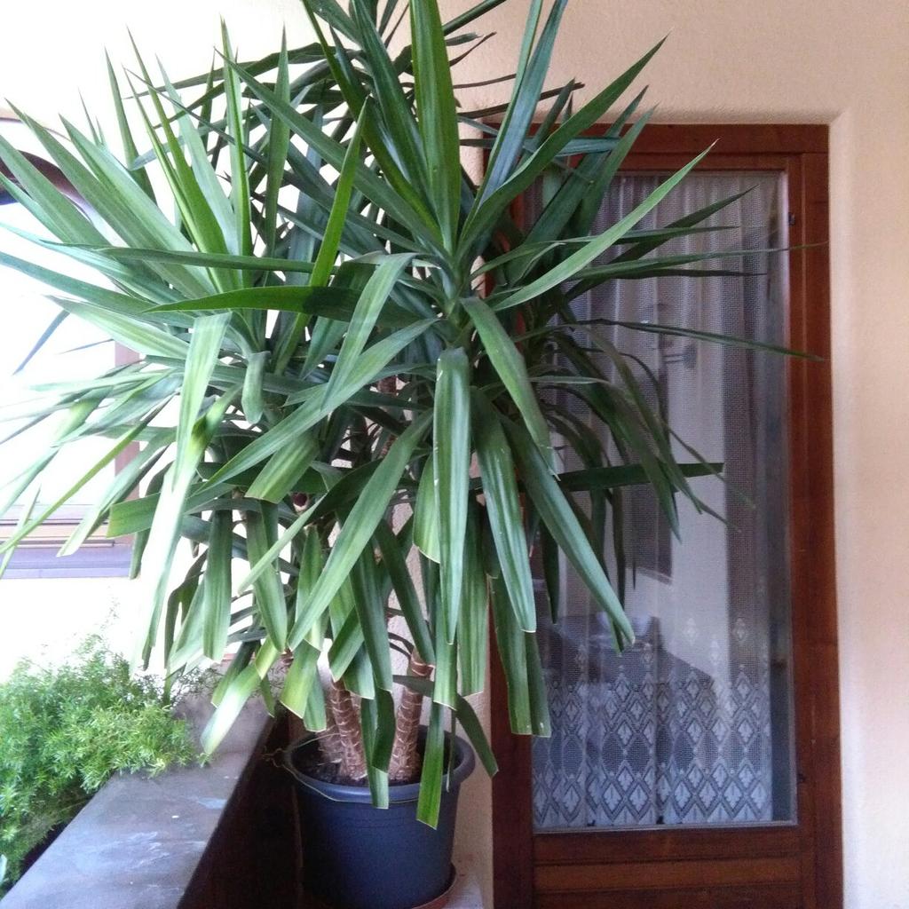 Palme in 6351 Niederscheffau für € 15,00 zum Verkauf Shpock AT