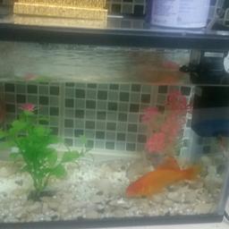 Fish tank length 31cm 
Witdth 18 cm
Hight 24cm 
Quick sell because I am going to a broad 
Include 2 lovely fish and water filter 
Fish food as well 
No Selly offer.......