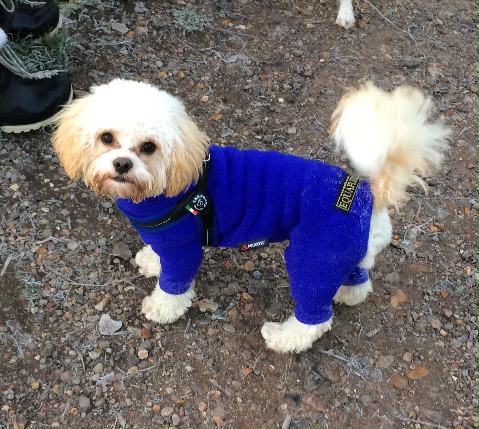 Equafleece dog suit in PO3 Portsmouth for £14.00 for sale Shpock