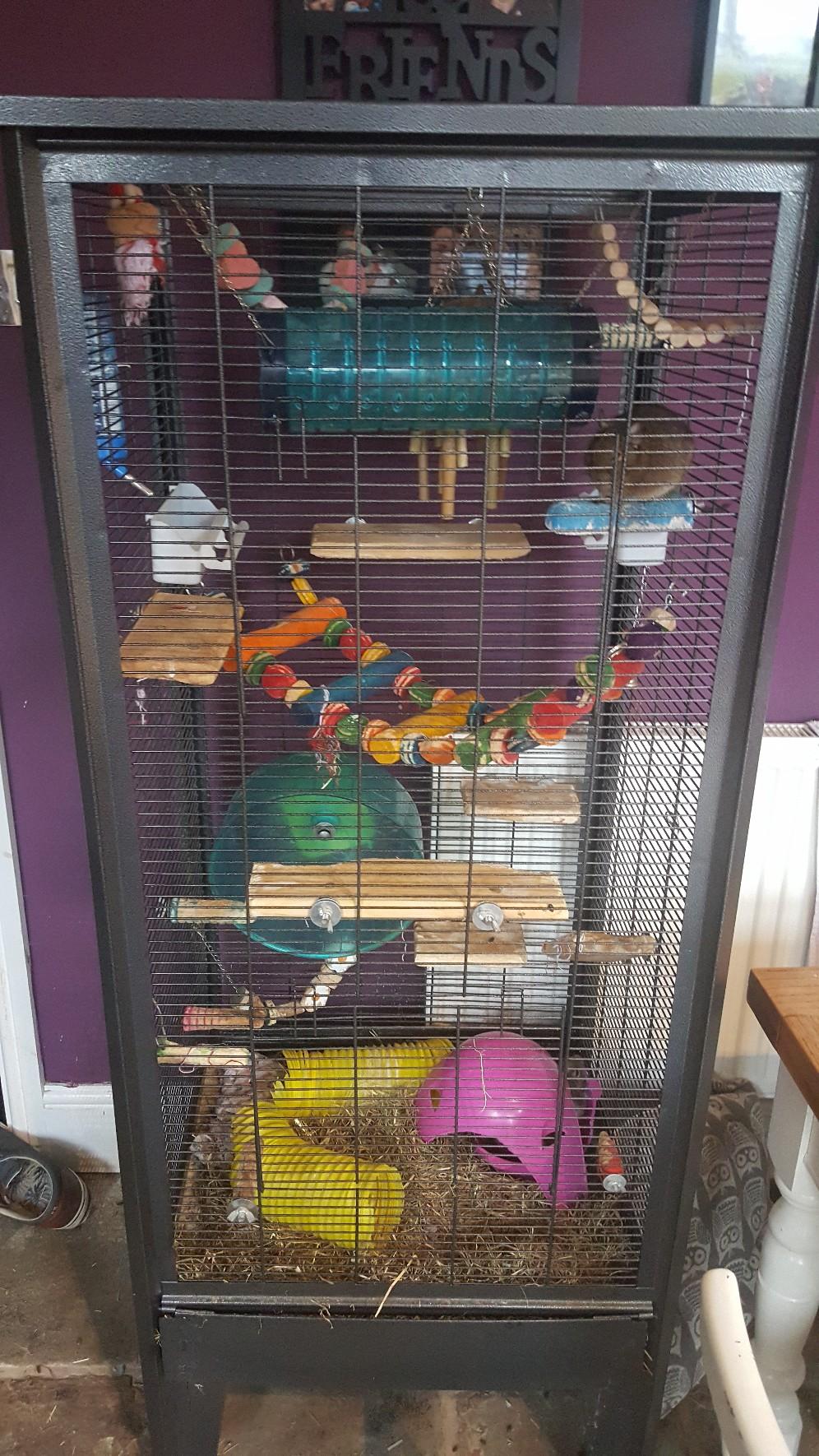 2 female degu in PR3 Longridge für gratis zum Verkauf | Shpock DE