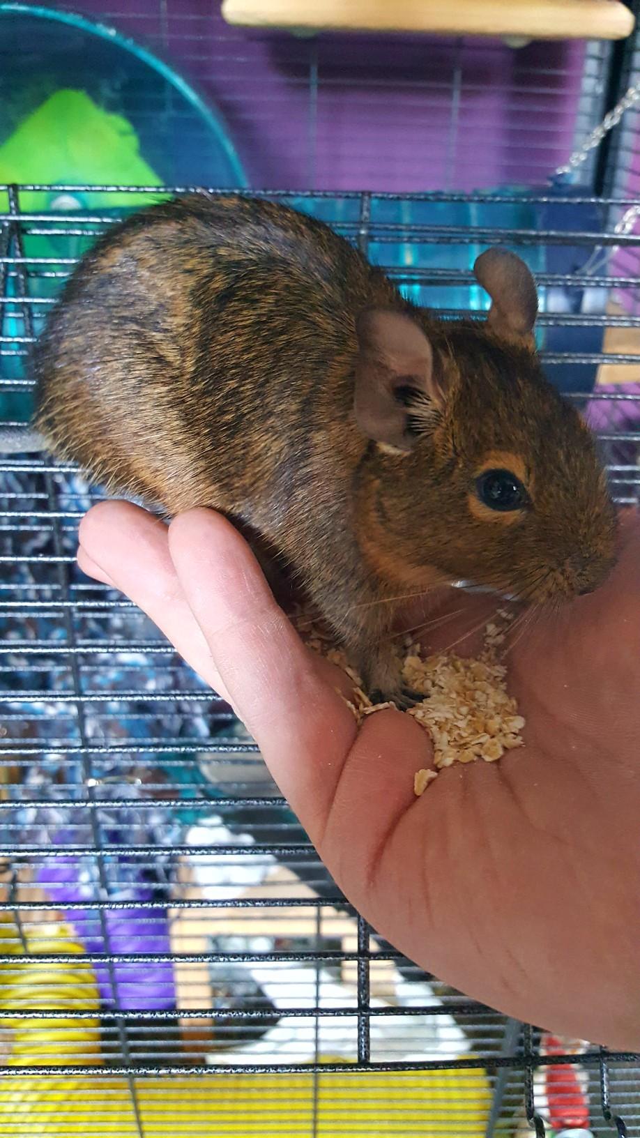 2 female degu in PR3 Longridge für gratis zum Verkauf | Shpock DE