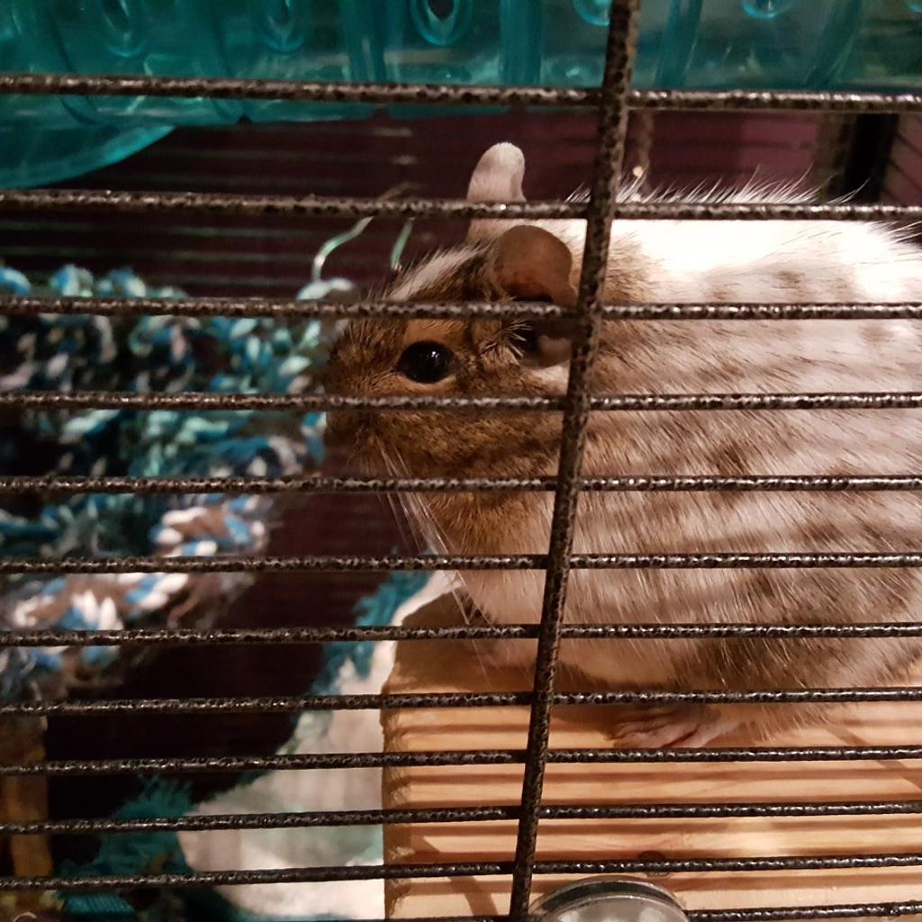 2 female degu in PR3 Longridge für gratis zum Verkauf | Shpock DE