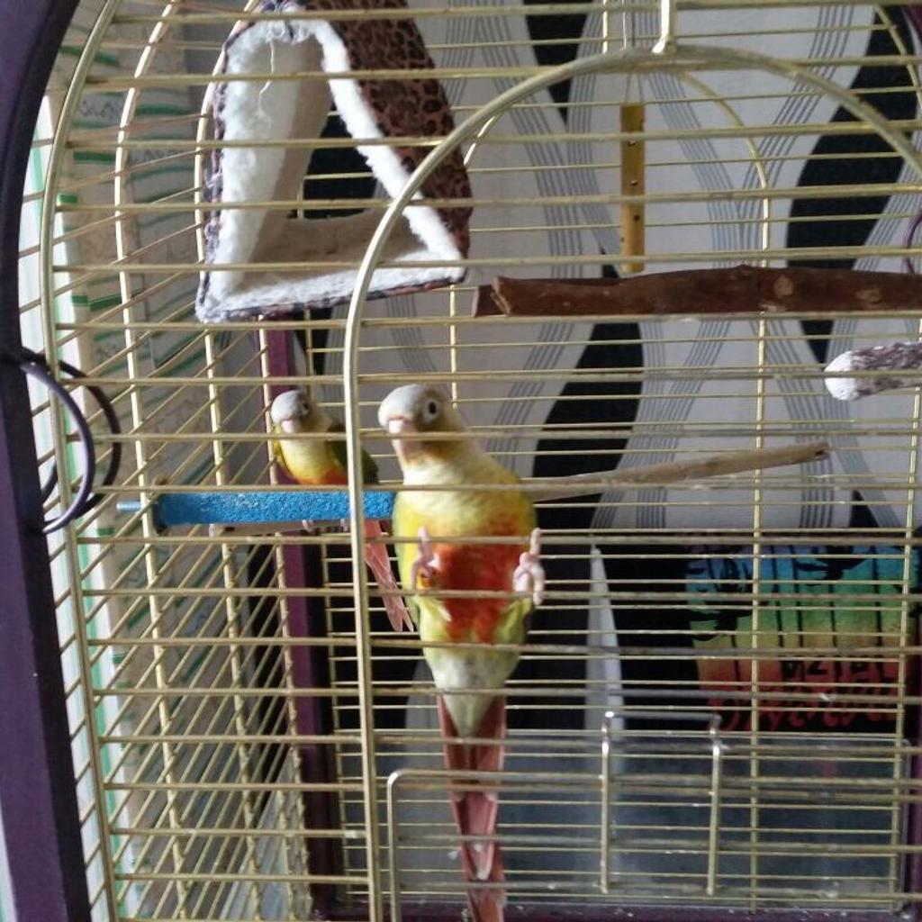 Picture of Conures x2 with Cage! Parrot / Bird / Pet in B28 Birmingham für £ 150 ...