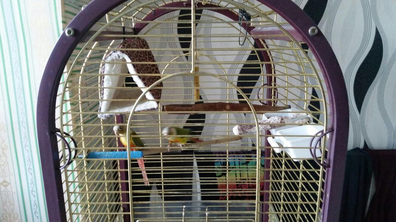 View of Conures x2 with Cage! Parrot / Bird / Pet in B28 Birmingham für £ 150 ...
