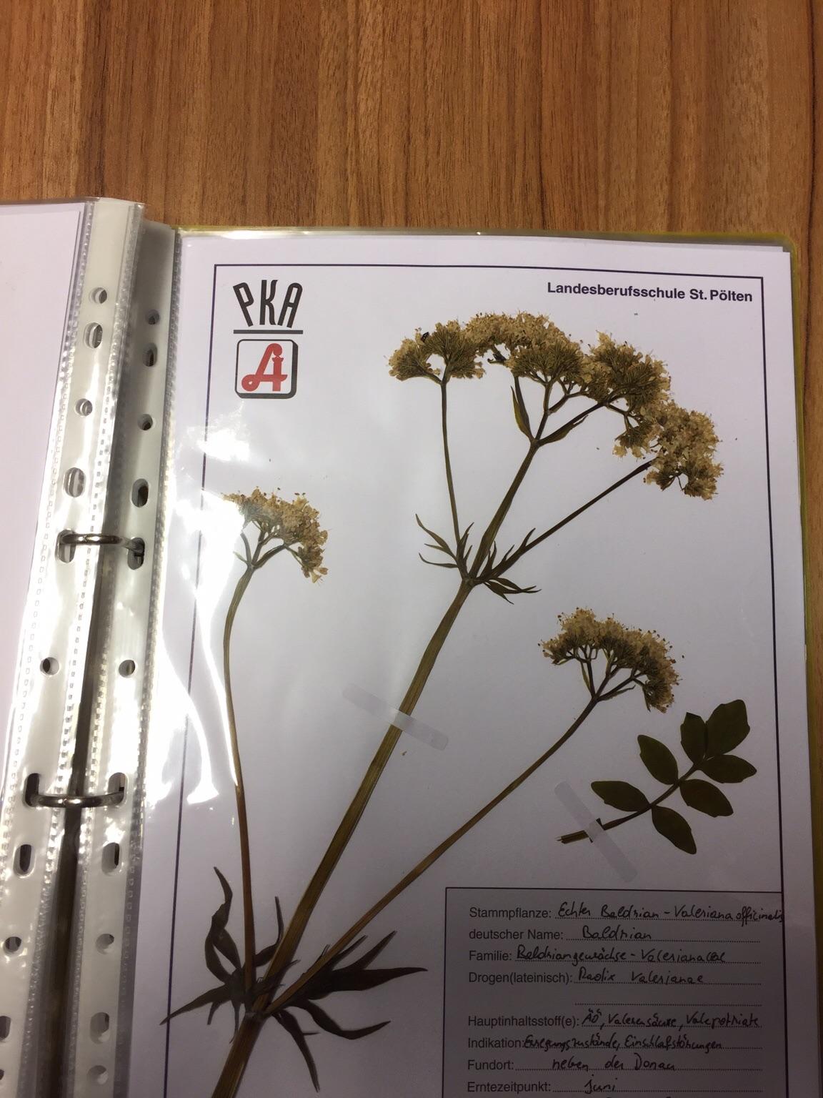 Herbarium für PKAPrüfung in 3300 Amstetten (Stadt) für 100,00 € zum