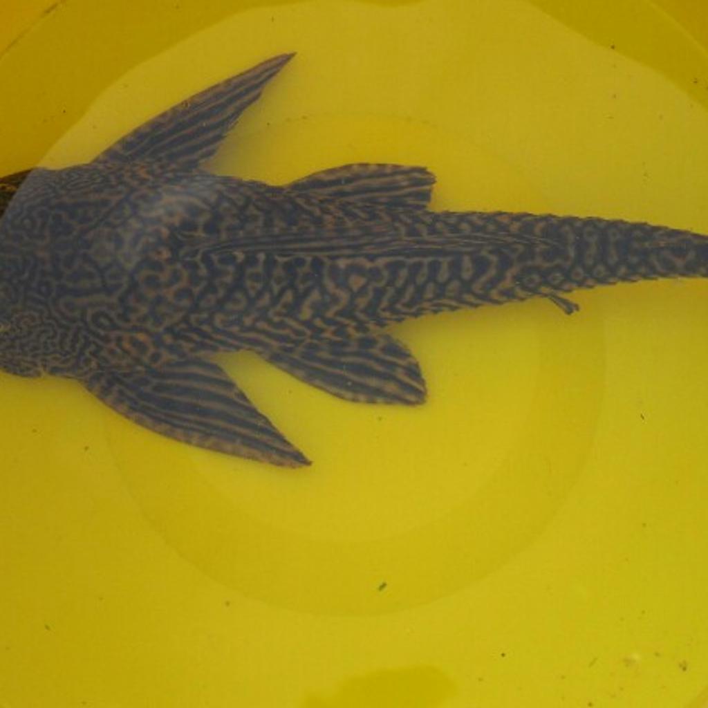 AquariumFische zu verschenken in 7503 Jabing für gratis zum Verkauf