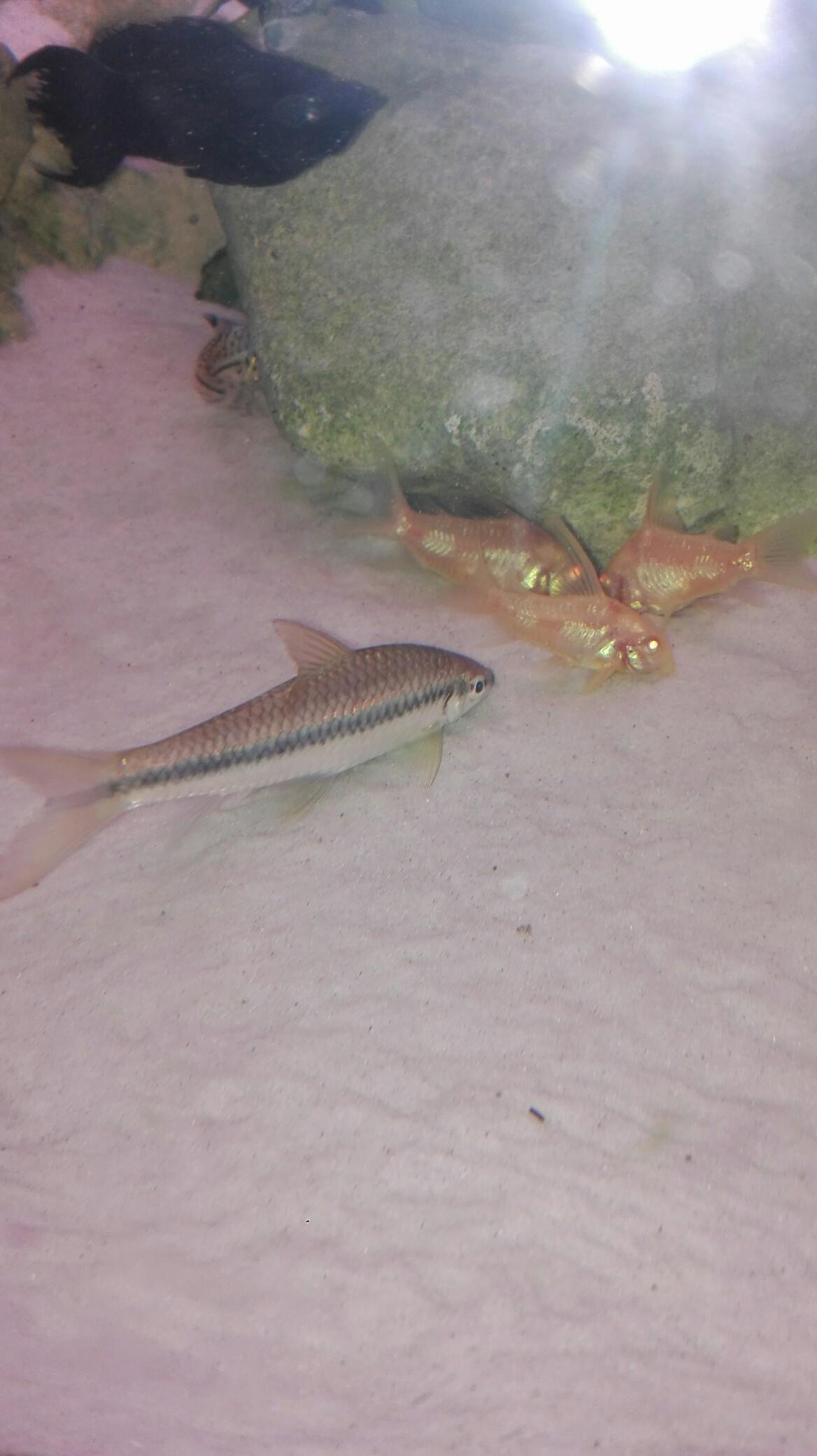 AquariumFische zu verschenken in 7503 Jabing für gratis zum Verkauf