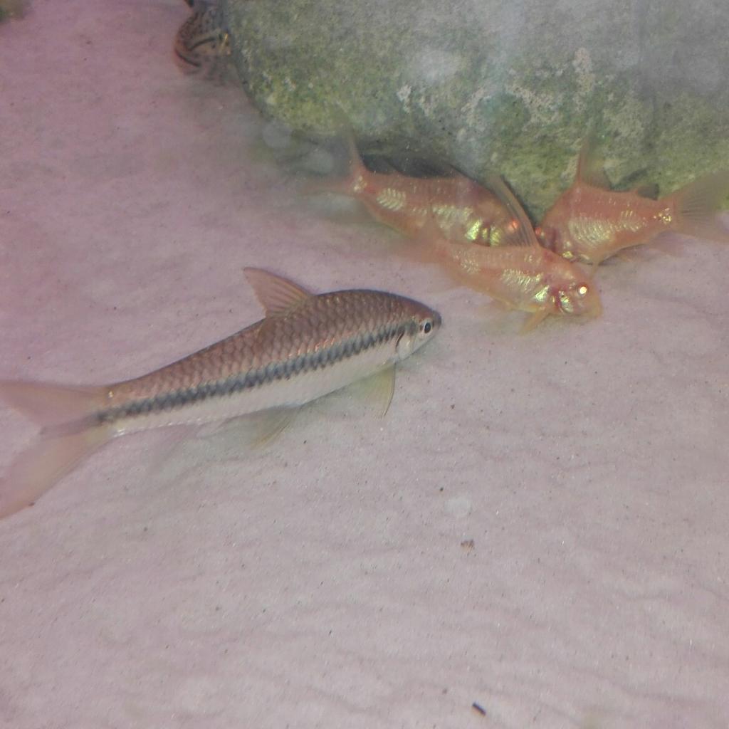 AquariumFische zu verschenken in 7503 Jabing für gratis zum Verkauf