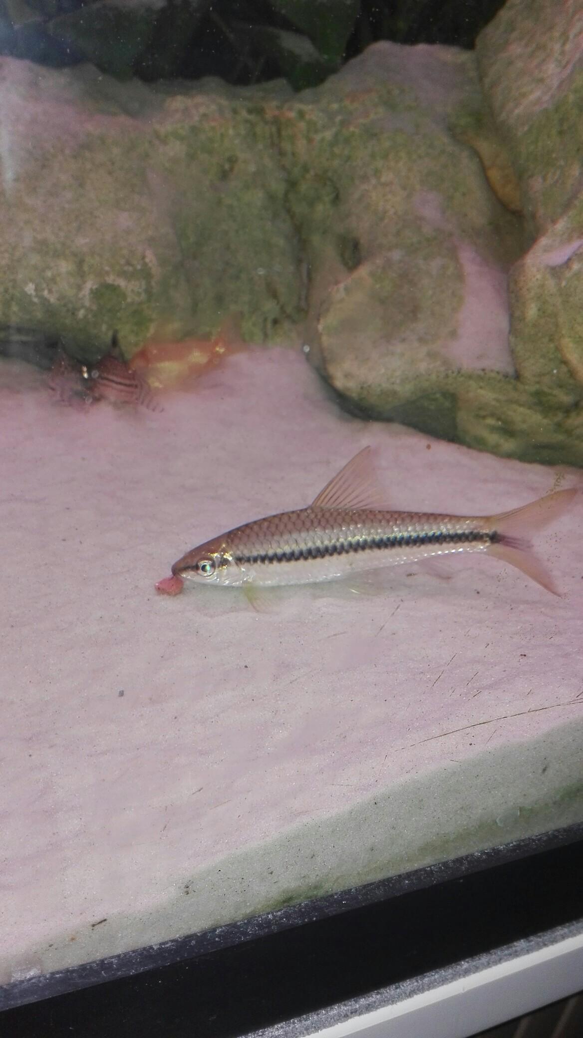 AquariumFische zu verschenken in 7503 Jabing für gratis zum Verkauf
