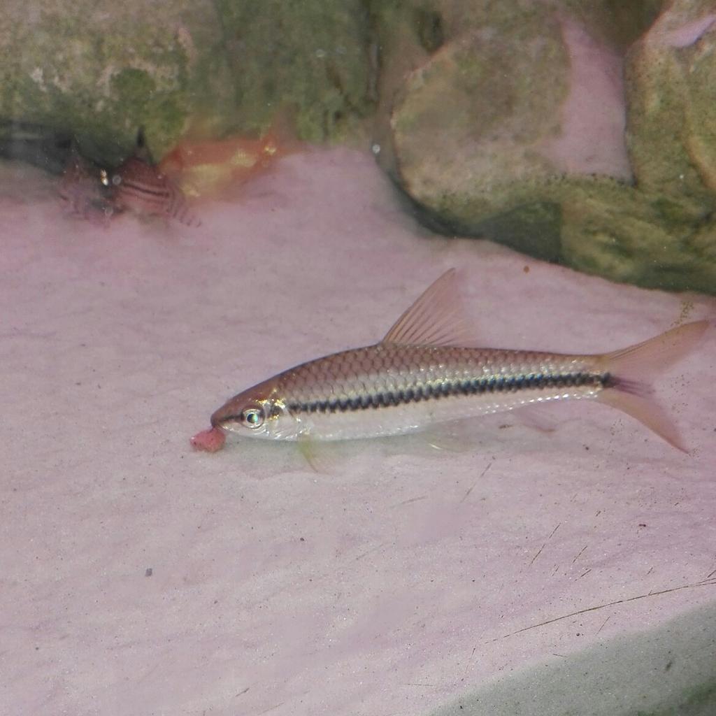 AquariumFische zu verschenken in 7503 Jabing für gratis zum Verkauf