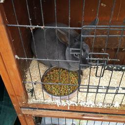 Lovely rabbit free to a good home comes with bowls, water bottles, hay and sawdust and cage pick up only murdishaw runcorn area selling for a friend