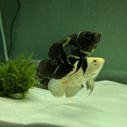 2 Oscar fish about 5-6 inch
