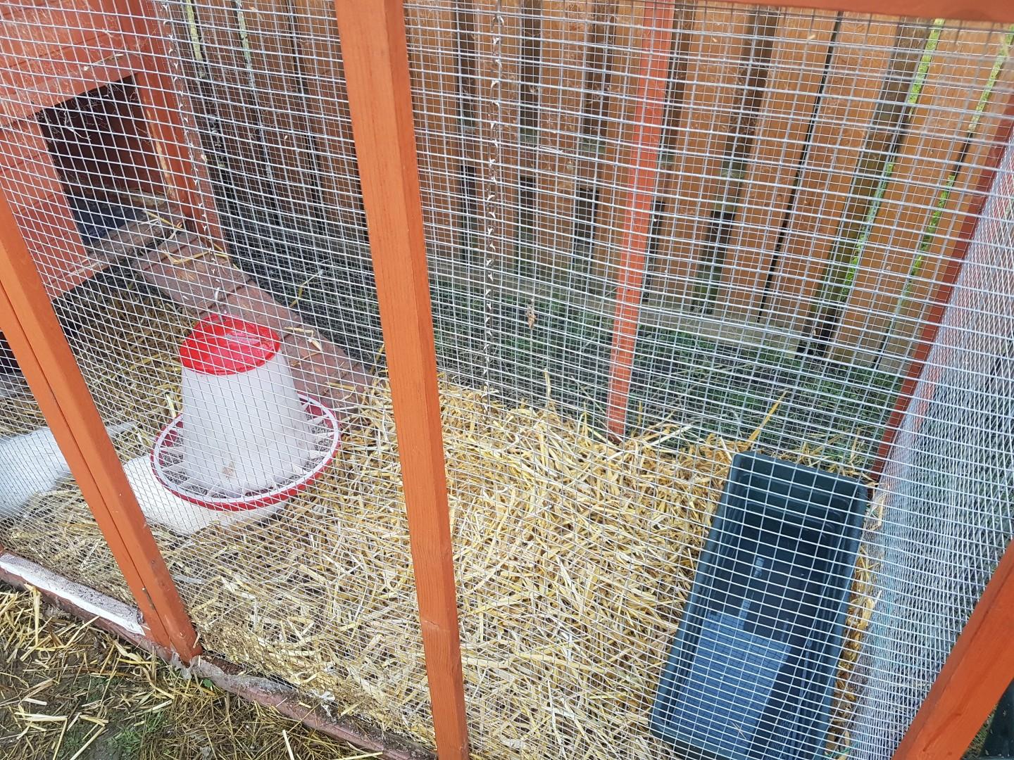 Rabbit hatch chicken coop in LU4 Luton für 100,00 £ zum Verkauf | Shpock DE
