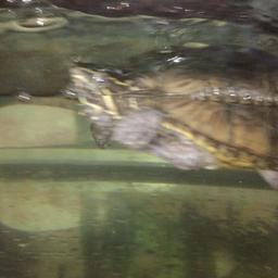 Hi I have 2 must terrapins approx 4 years old

They are must terrapins and have grown in size from a 20pence coin to approx 10cm

Comes with a 
-2.5 foot tank
Eheim filter
Heater 
200g or food recently purchased
Basking area

Will be sad to see them go but due to space and time I would like them to go to a good home and be appreciated