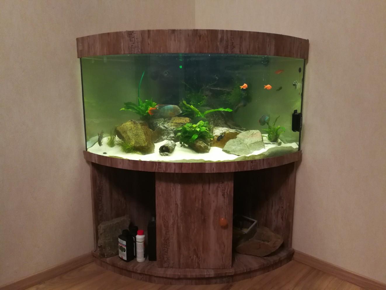 350 liter Eckaquarium in 55232 Ensheim für 280,00 € zum Verkauf | Shpock DE