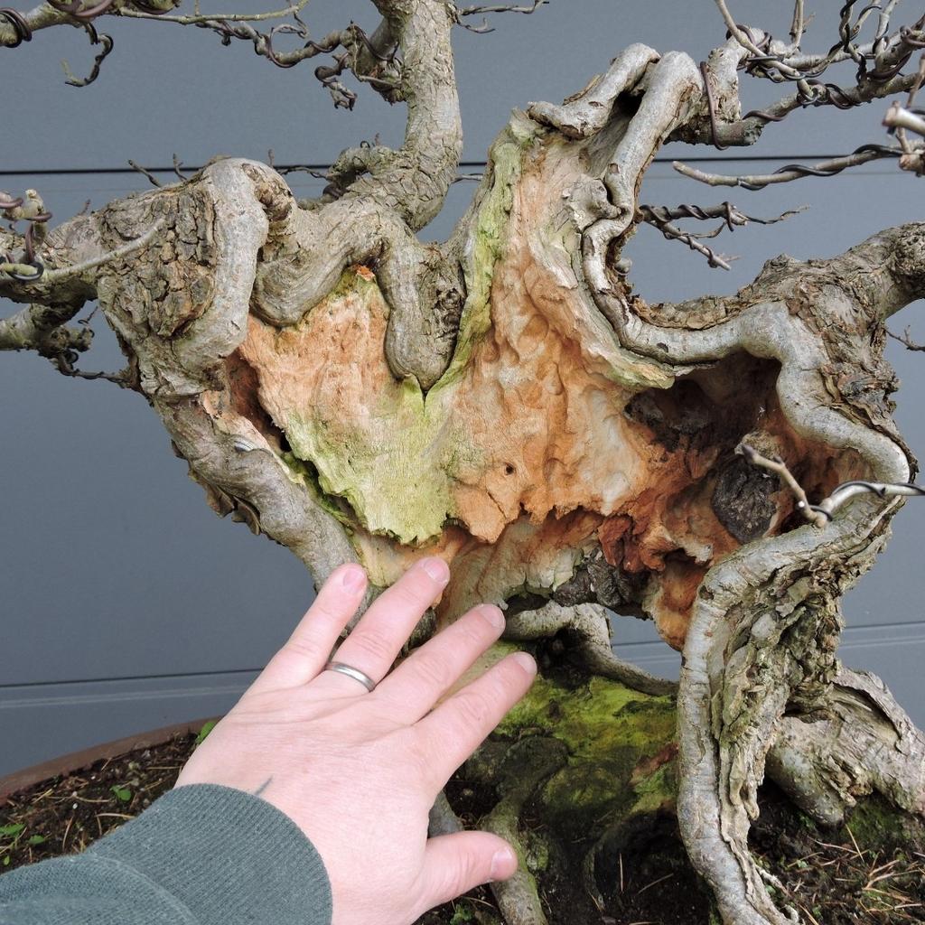 Yamadori Bonsai Bergulme !!!Mchtig!!! in 8643 Kindberg fr 1.990,00  zum  Verkauf | Shpock DE
