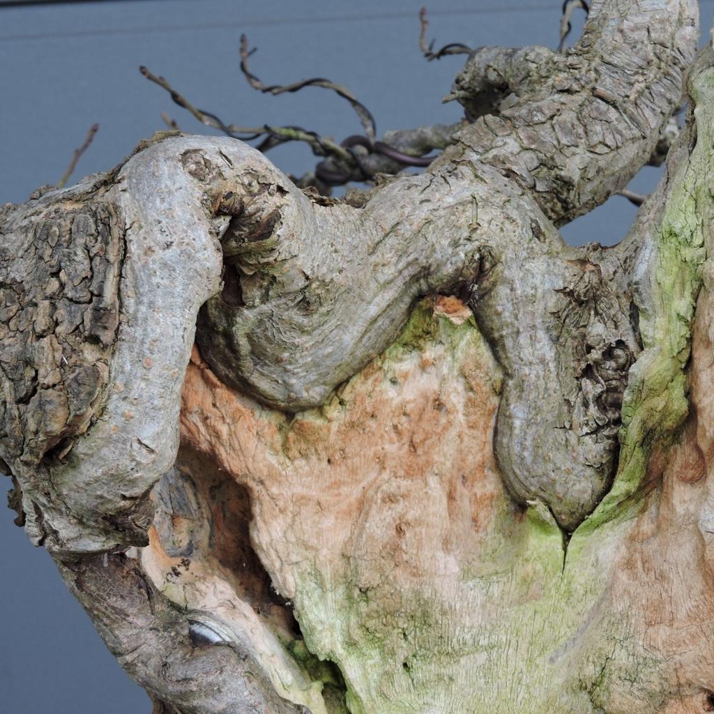 Yamadori Bonsai Bergulme !!!Mchtig!!! in 8643 Kindberg fr 1.990,00  zum  Verkauf | Shpock DE